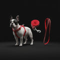 Nylon 0.15 mm Harness with 5 Feet Leash for Dog (Multicolor) (Set of 1)